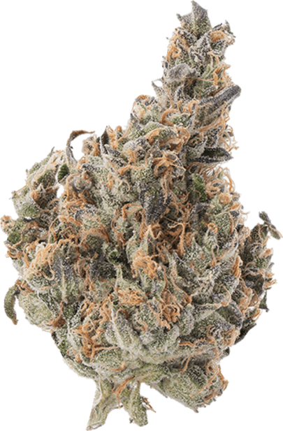 GMO Jungle Cake image 1